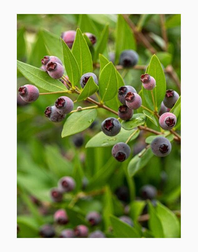 Elderberry IQF